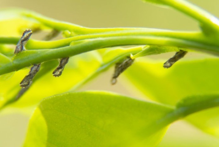 Rotação de produtos com diferentes modos de ação deve ser realizada no manejo do psilídeo para evitar a sua resistência