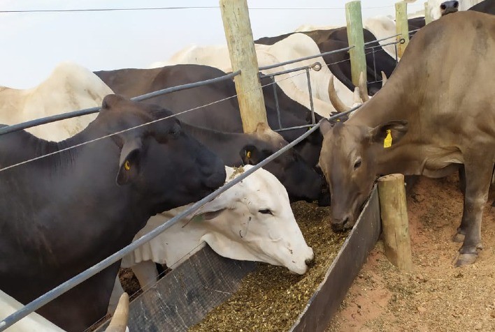 Nordeste pode assumir protagonismo na pecuária brasileira