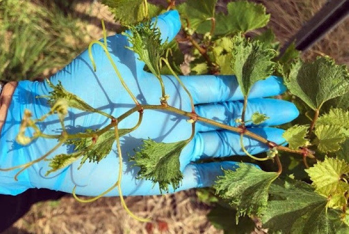 RS contabiliza mais de 600 autos de infração por descumprimento de normativas sobre herbicidas hormonais