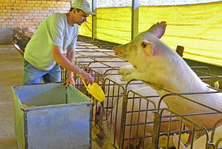 Cereais de inverno podem substituir o milho na alimentação de suínos e aves