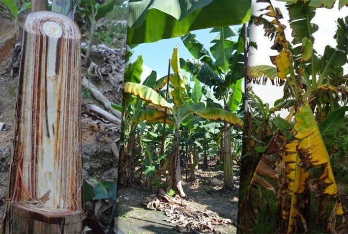 Ciência identifica isolado de fungo capaz de controlar a pior doença da bananeira