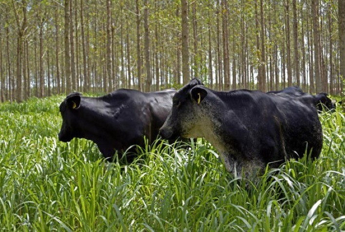 Áreas financiadas pelo Programa Agricultura de Baixo Carbono crescem quase 98% de julho a setembro