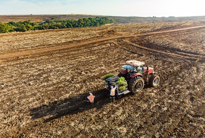 Agtech realiza o plantio de 1,5 mil hectares de MPB de cana-de-açúcar, com crescimento de 49% no ano