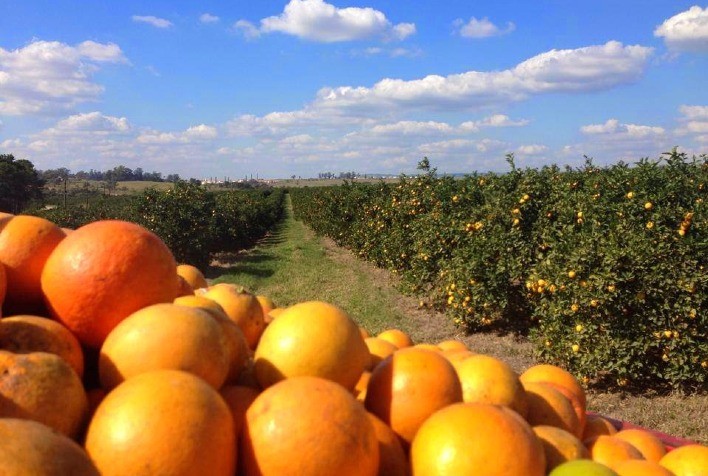 JF Citrus inova e estrutura seu programa de transformação digital