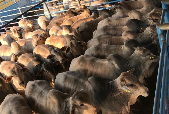 Animais jovens e com bom acabamento de gordura são destaque na 28ª etapa Circuito Nelore de Qualidade, em Lins (SP)