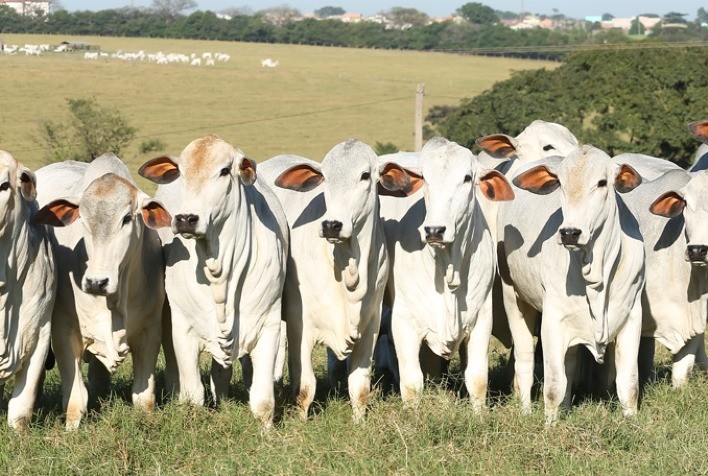 Produtores podem dobrar taxa de desfrute investindo na inseminação de novilhas aos 14 meses