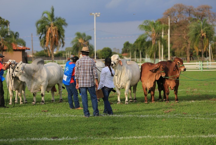 ExpoBrahman anuncia os Grandes Campeões de 2020