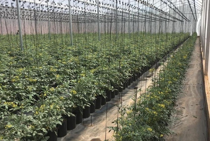 A fazenda dentro de uma estufa