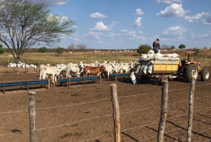 Pecuária: É hora de produzir comida boa e barata para boi enfrentar a seca