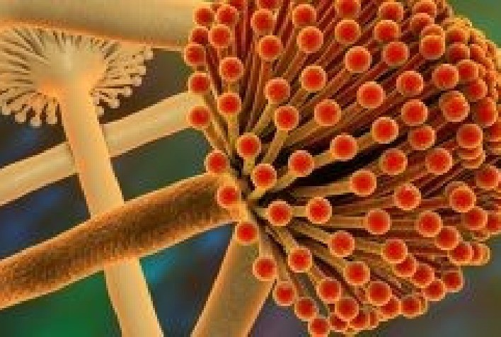 Uso de adsorventes de ponta minimiza efeitos das micotoxinas na nutrição animal