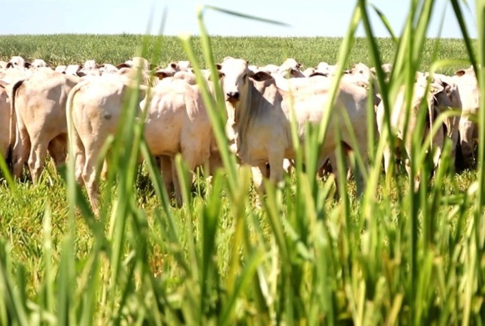 Agro em Dados de novembro destaca produção pecuária em Goiás