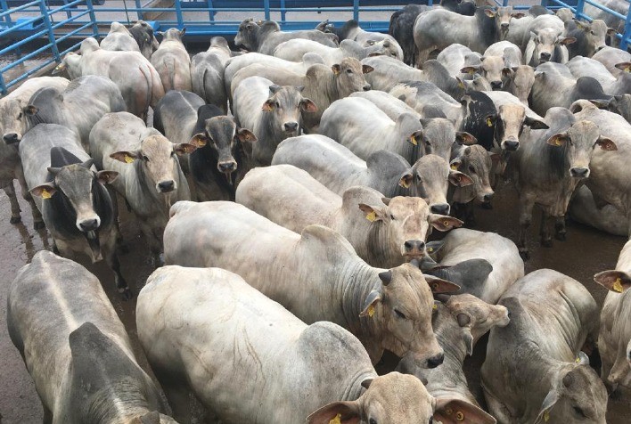 Circuito Nelore de Qualidade: etapa de Naviraí (MS) avaliou 811 animais
