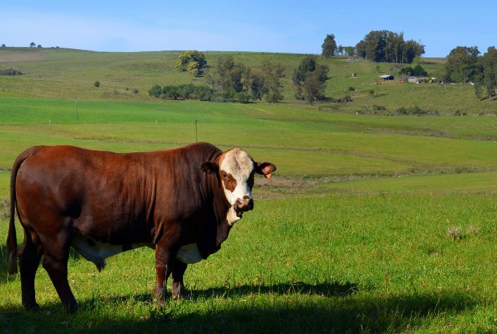 Vendas de sêmen Hereford e Braford registram aumento importante em 2020
