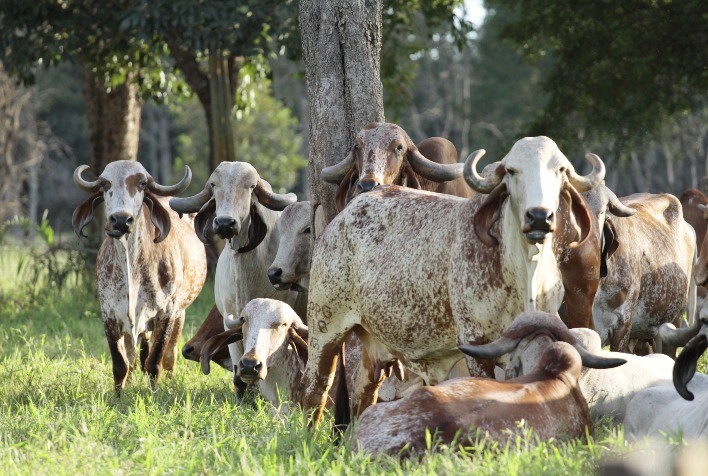 1ª Expo Gir Leiteiro reúne 200 animais de elite em Goiânia