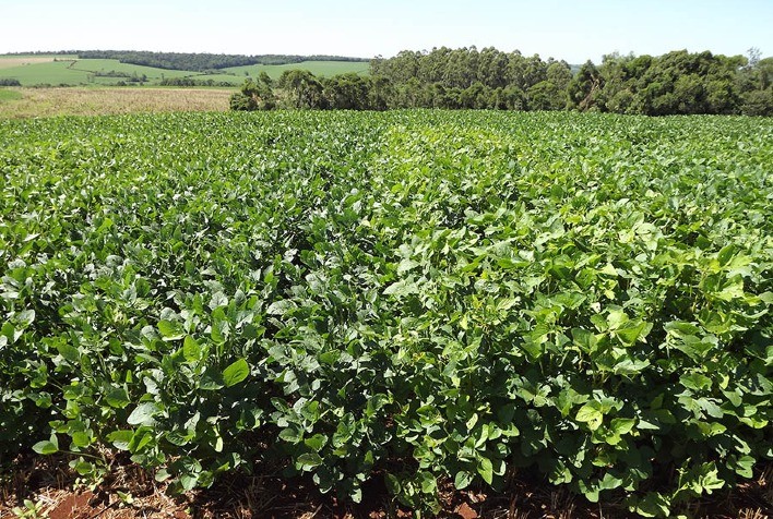 Soja em sucessão à aveia-preta e ao trigo pode ter produtividade 54% maior