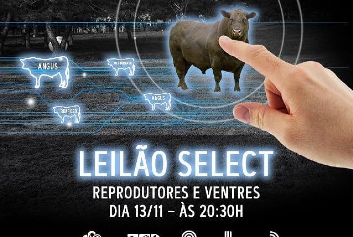 Propriedades gaúchas farão oferta de genética Angus no Leilão Select