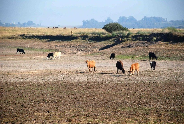 Circular analisa a estiagem na safra 2019/2020 e os impactos na agropecuária gaúcha