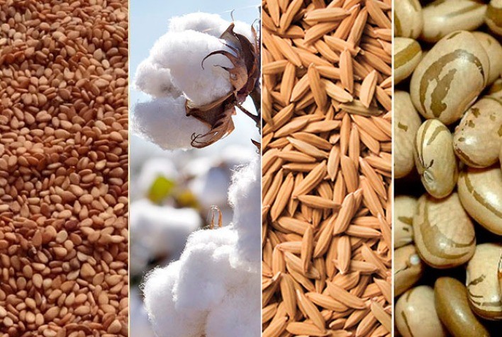 IBGE prevê safra de 253,2 milhões de toneladas para 2021, com alta de 0,5% frente a 2020