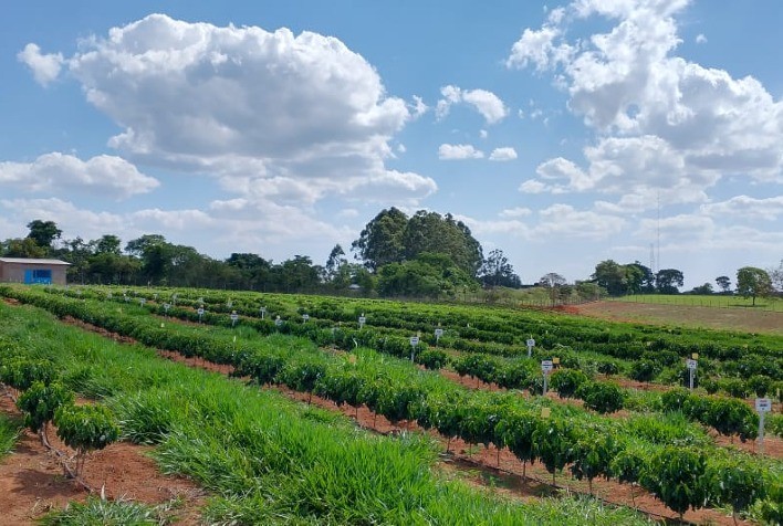 Satis implanta campo experimental para pesquisas em Araxá