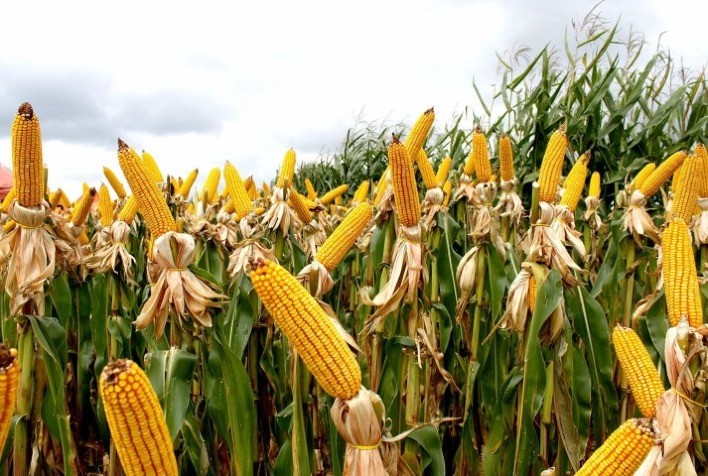 Cenário de plantas daninhas no cultivo do milho na região centro-oeste