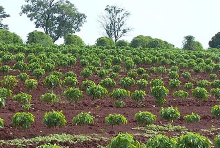 Pesquisa da UFLA acelera germinação das sementes do café com campo magnético