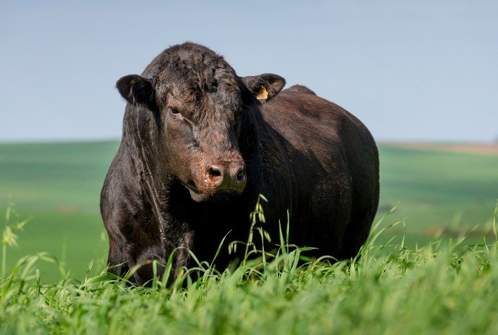 Venda de sêmen Angus tem alta de 28,72% com foco na genética nacional