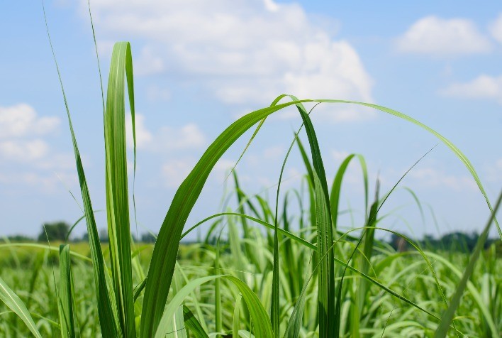 Como a nutrição foliar contribui para a regeneração dos canaviais?