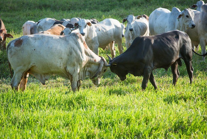 Pouca negociação e preços mais baixos no mercado do boi gordo