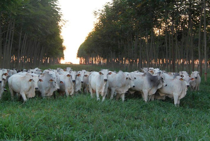 MT vai destinar R$ 160 milhões para pecuária