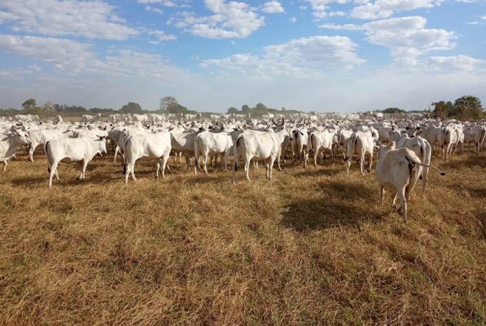 Fazenda em Lagoa da Confusão (TO) conquista 85,5% de índice de prenhez aliando nutrição e reprodução estratégicas