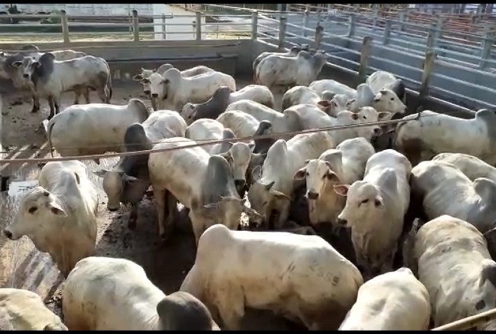 Circuito Nelore de Qualidade, em Itapetinga (BA), destaca-se com machos jovens, pesados e com boa cobertura de gordura