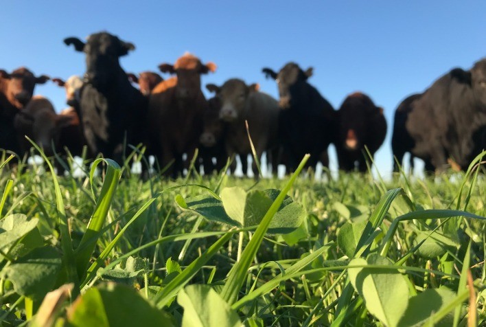 Arrozeiros apostam em Integração Lavoura-Pecuária para elevar renda