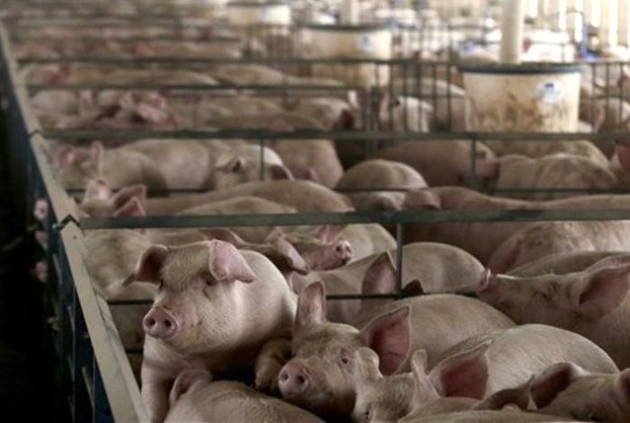 Mercado de suínos começa a registrar novas quedas