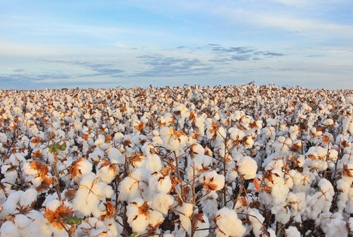 Nova safra de algodão gera expectativa nos produtores