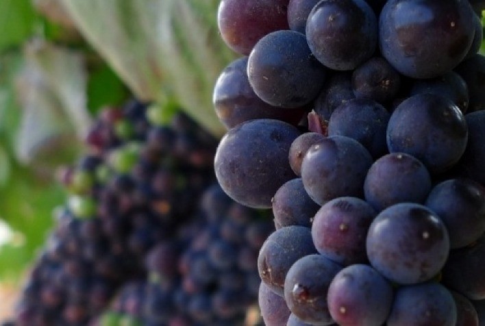Argentinos desenvolvem 9 variedades de uvas sem semente