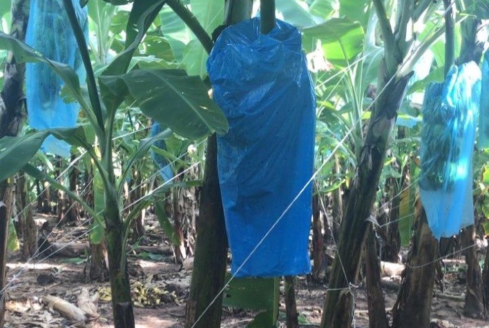 Braskem e Multinova lançam primeira solução livre de inseticida para controle do tripes em produções de banana