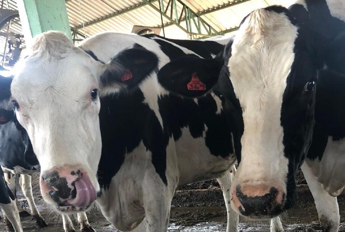 RS: produtores de leite da região de Ijuí usam trigo para fazer silagem