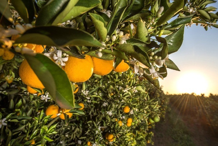 Bactérias da laranja podem diminuir impacto dos agroquímicos