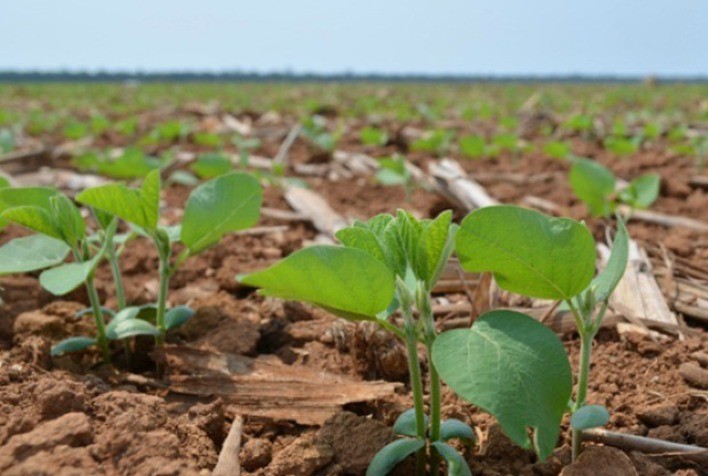 Boletim destaca encerramento de plantio de várias culturas no Paraná