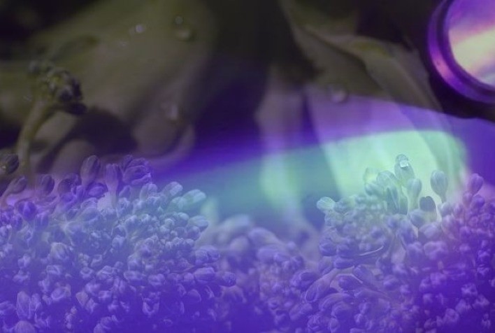 Luz ultravioleta pode descontaminar vegetais