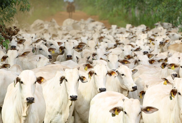 Recuos nos preços da vaca e novilha para abate
