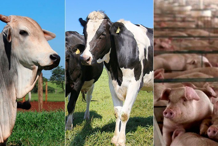 Boi gordo, suínos, leite e grãos com preços em alta, aponta Boletim Agropecuário de novembro