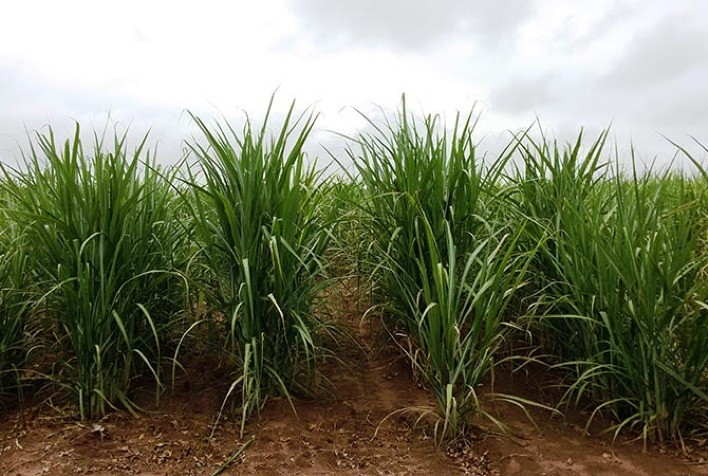 Plantas daninhas: ameaça silenciosa à produtividade da cana-de-açúcar
