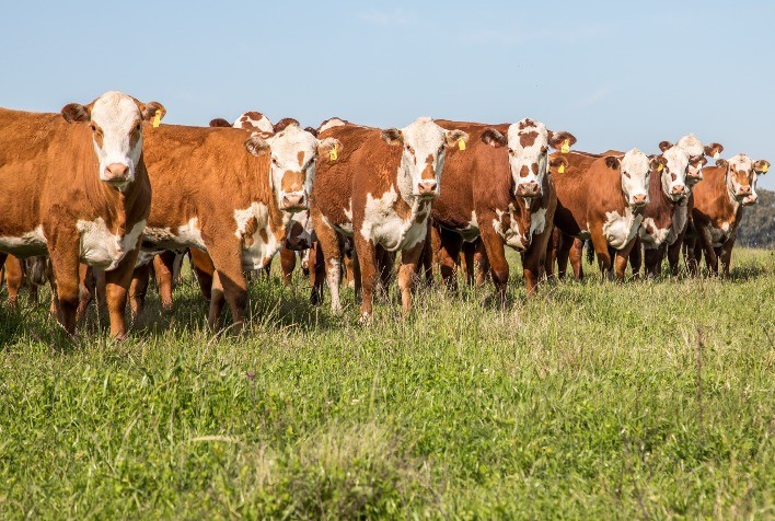 Guatambu, Alvorada e Caty realizam segunda etapa do leilão de Primavera