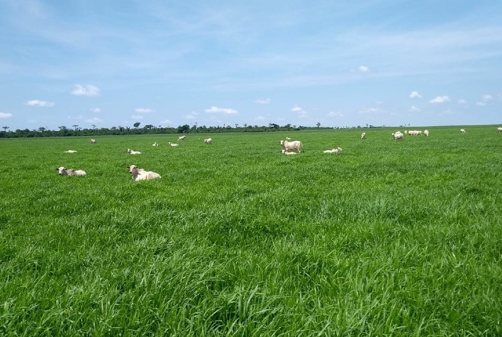 Fazenda Campina, de Carlos Viacava, é Unidade de Referência Tecnológica de Integração Lavoura-Pecuária