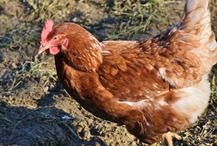 A importÃ¢ncia da nutriÃ§Ã£o e manejo de galinhas poedeiras nos resultados da  produÃ§Ã£o de ovos - Portal do AgronegÃ³cio