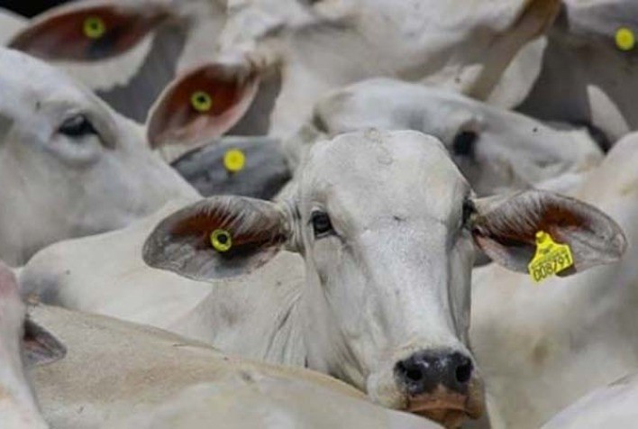 GTFI lança site para evidenciar a importância de inserir os fornecedores indiretos nos sistemas de rastreabilidade da cadeia da carne