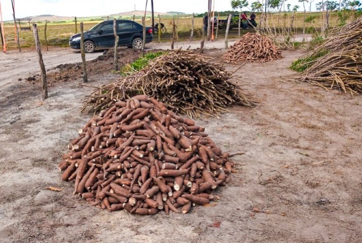 Boas práticas e inovação podem dobrar rendimento de mandioca no NE