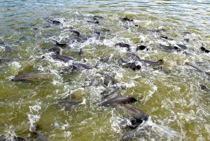 Aditivos para a nutrição dos peixes garantem maior produtividade e rentabilidade