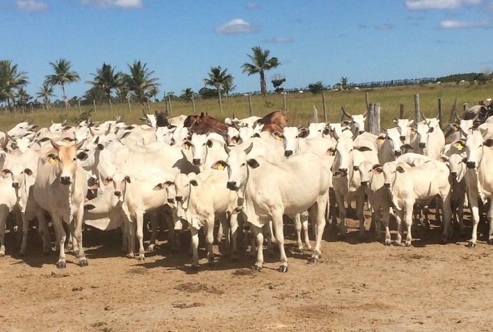 Como aproveitar os manejos nas propriedades para incrementar a sanidade dos bovinos?